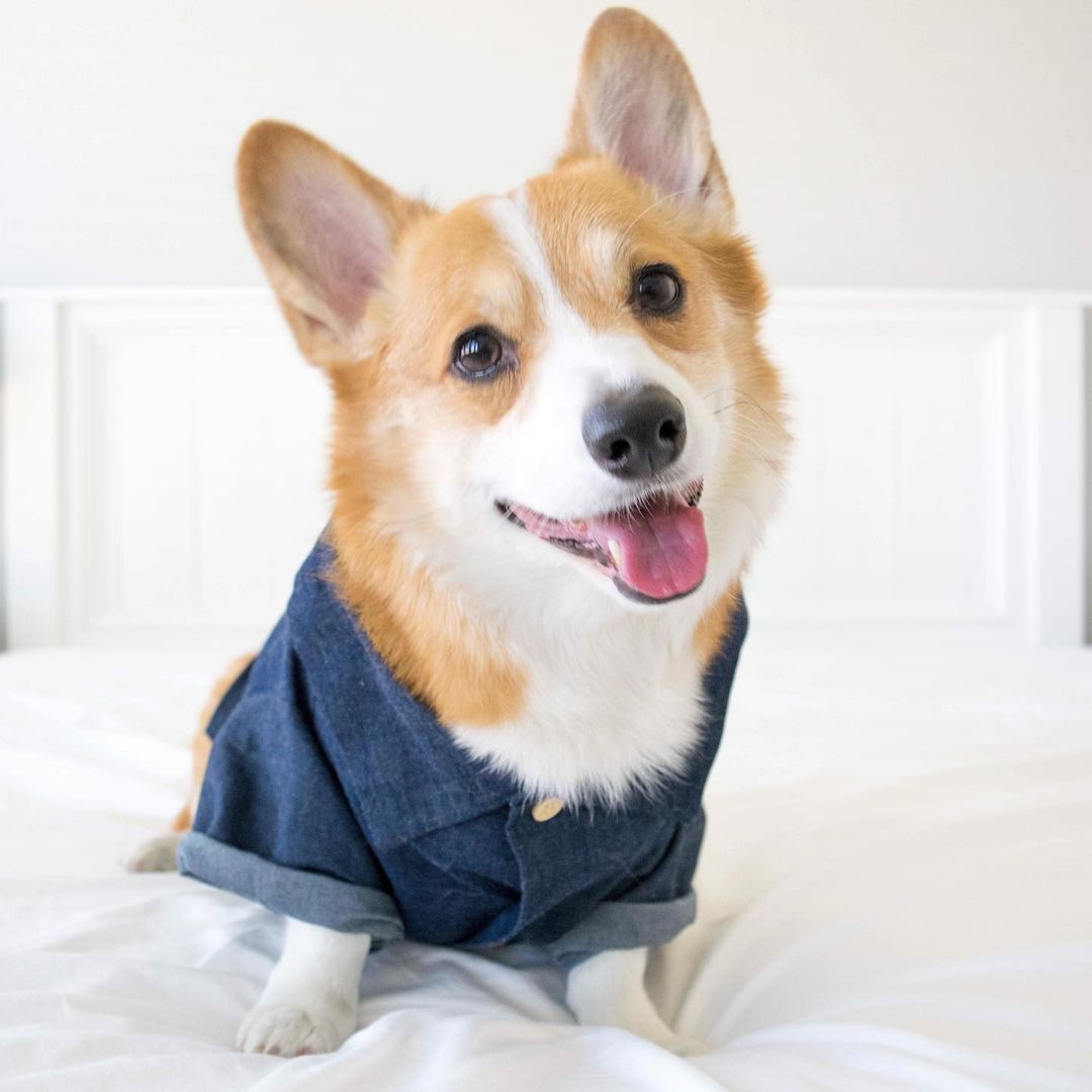 SUPREPET ubranka dla psów jesienna dżinsowa koszulka dla szczeniaka Retro przystojny pies kostium dla buldoga francuskiego zwierzęta poluzuj szczeniak moda garnitur: Denimshirt / XL
