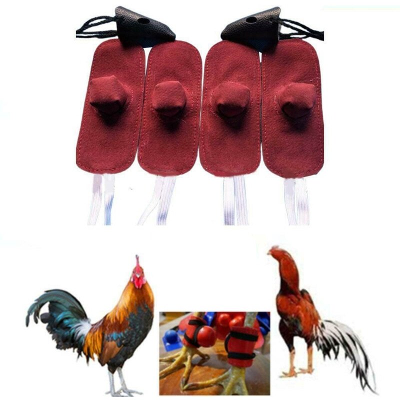 Mitaines de coq de combat, ensemble d&#39;outils de combat, accessoires de poulailler pour coq, 4 pièces