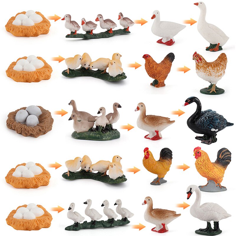 Cognitive Toy Simulation Life Cycle Animals Plant Growth Cycle Model Science Educational Toys For Children
