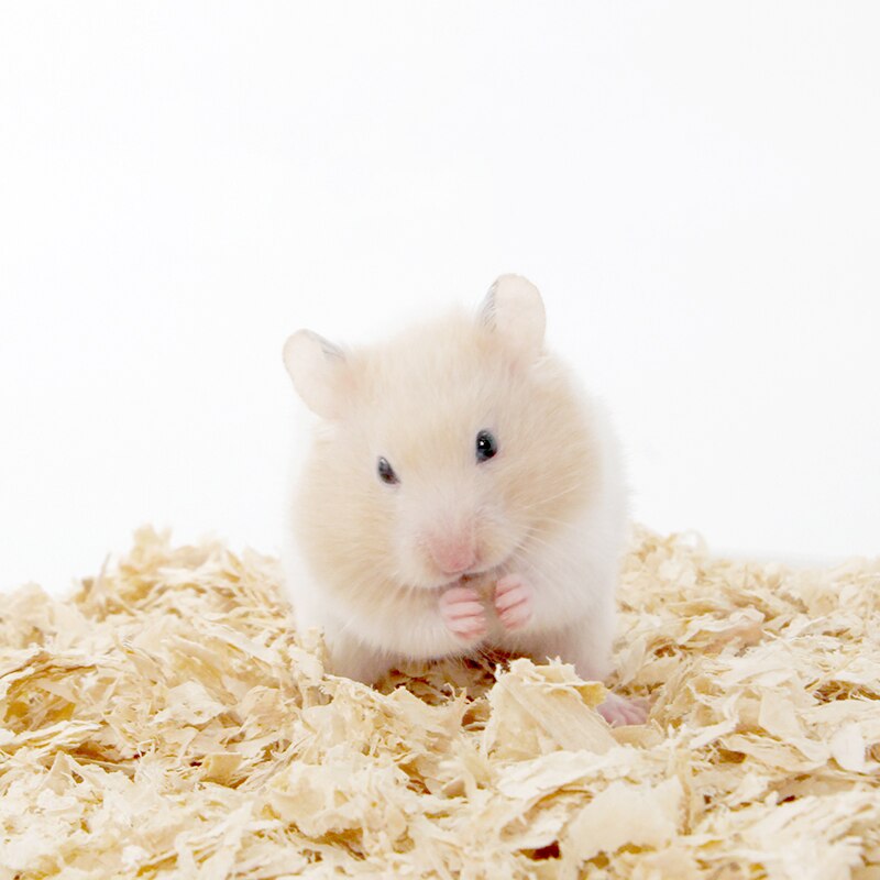 Hamster Sawdust Bedding Deodorizing and Deodorizing Sawdust Rabbit Golden Silk Bear Dust-free Paper Cotton