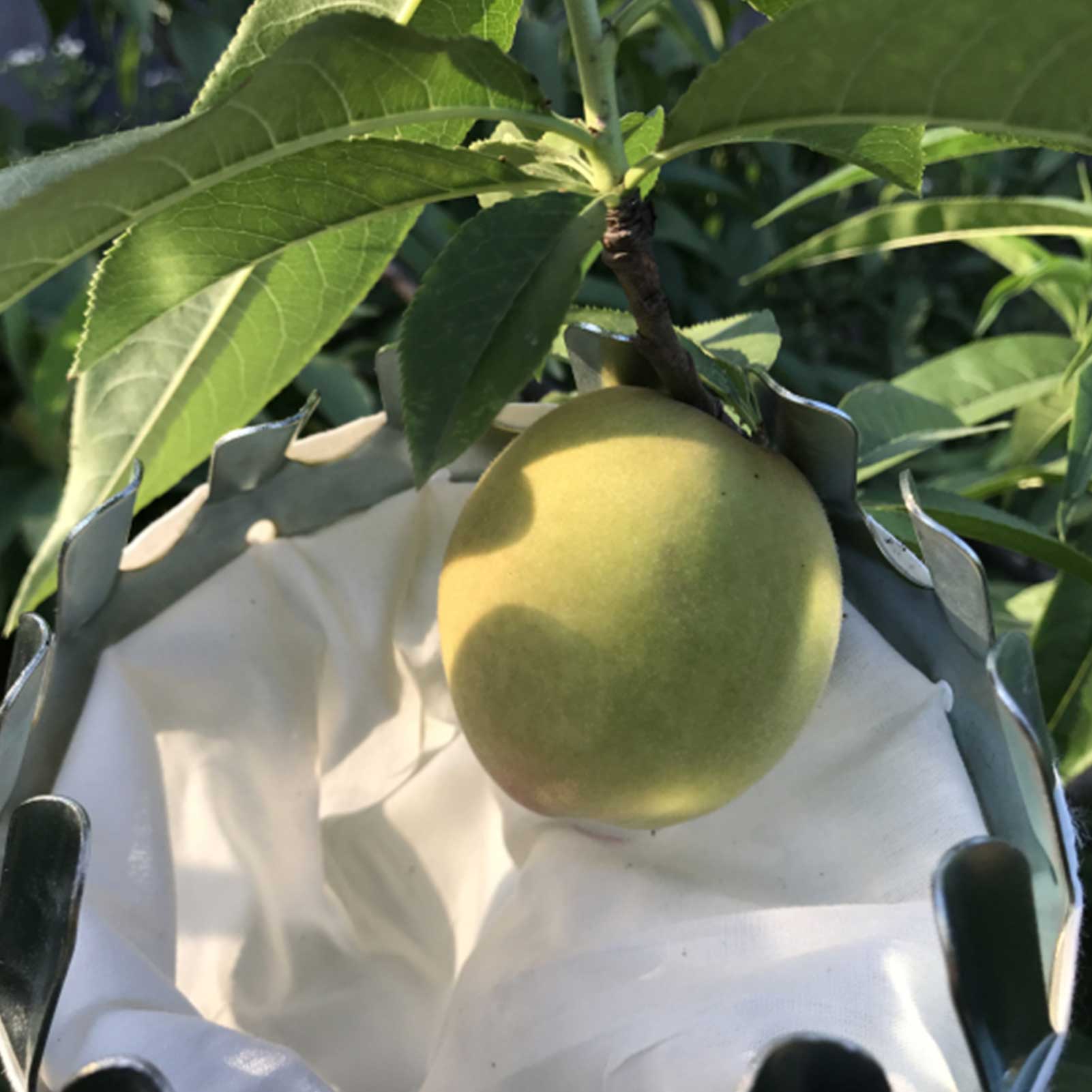 Asta telescopica per raccoglitrice di frutta con borsa telescopica per raccolta di frutta strumento per la raccolta di melone da giardino
