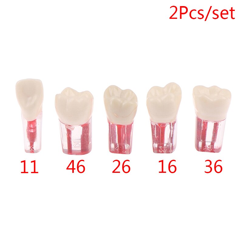 2 uds. De resina endodoncia Dental, modelo de diente Endo, limas de conducto radicular, práctica de pulpa