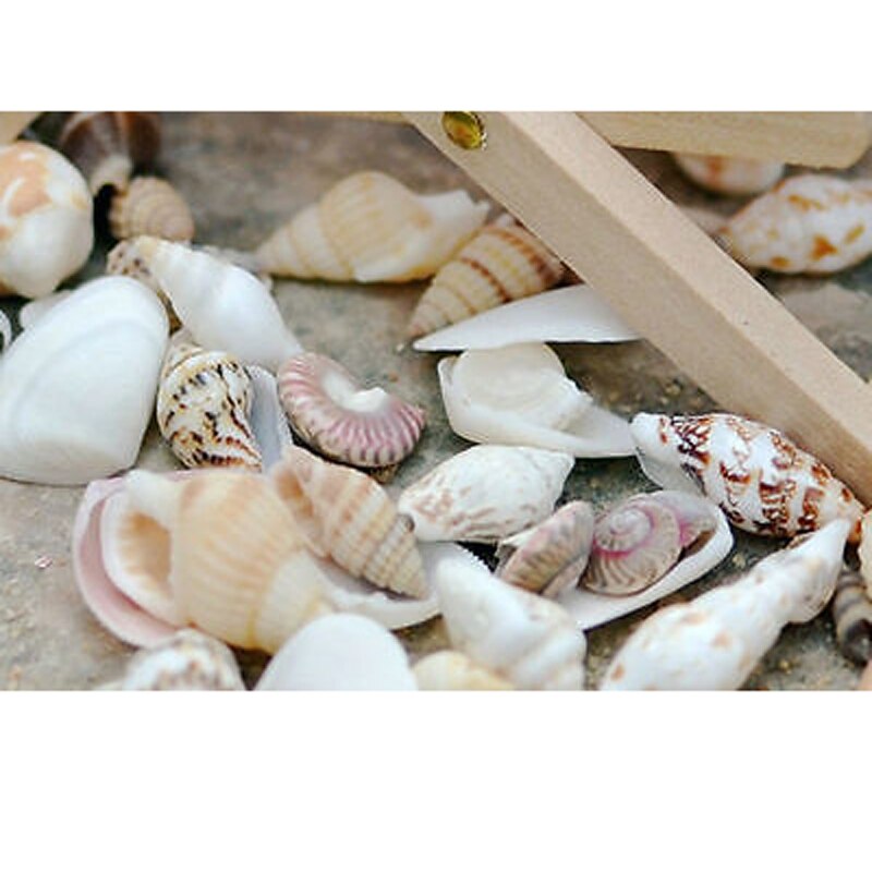 1 bolsa de conchas de mar surtidas mezcladas, pequeñas conchas de mar reales, bricolaje, decoración del hogar, artesanía náutica