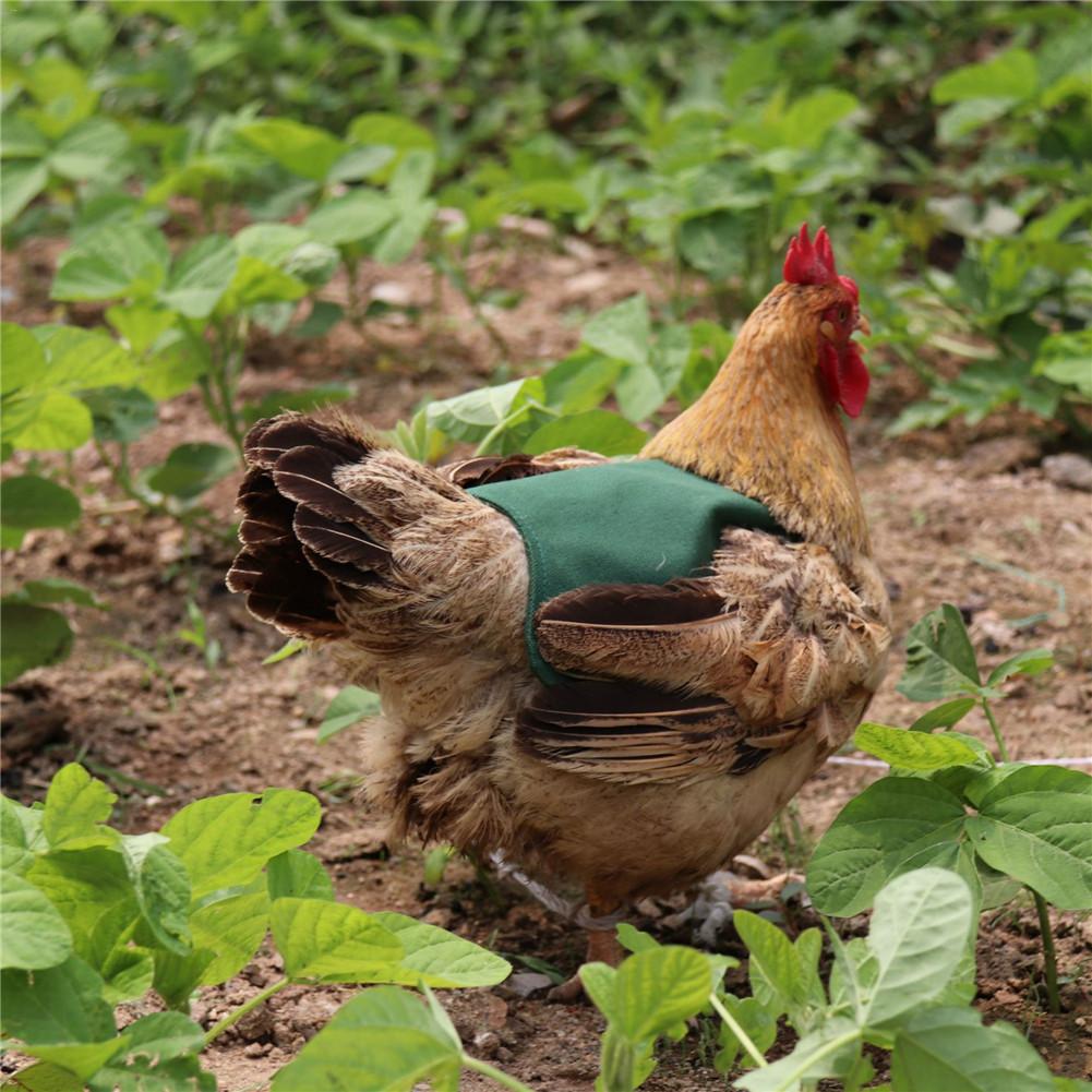 Hønsadel forklæde fjer rygbeskytter enkelt skulderrem standard kylling jakke husholdning fjerkræ forsyninger