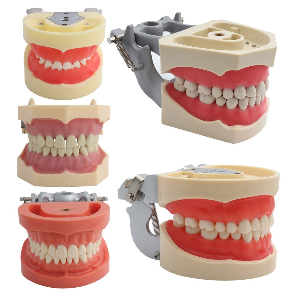 Tandheelkundige Model Tanden Model Dental Onderwijs Model Standaard Model Met 32 Schroef-In Tanden Demonstratie Tanden Model 24 28pcs Tanden
