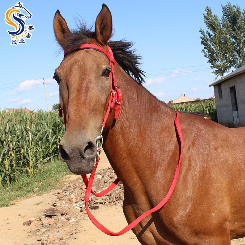 Shuiller redini bocca ferro cavallo mastica Kit imbracatura per cavalli dimensioni cavallino