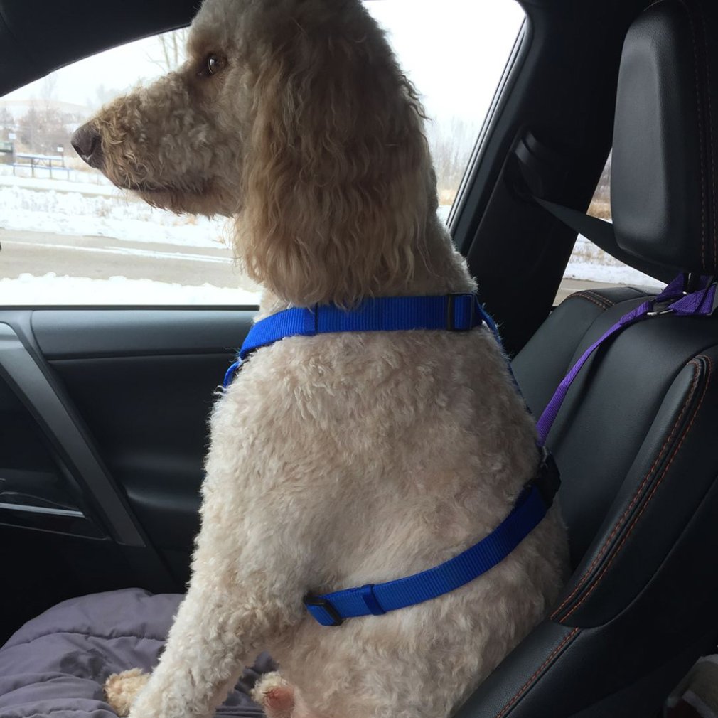 Veiligheidsgordel voor hond en kat, autohoofdsteun, verstelbare nylon hondengordel, autogordel