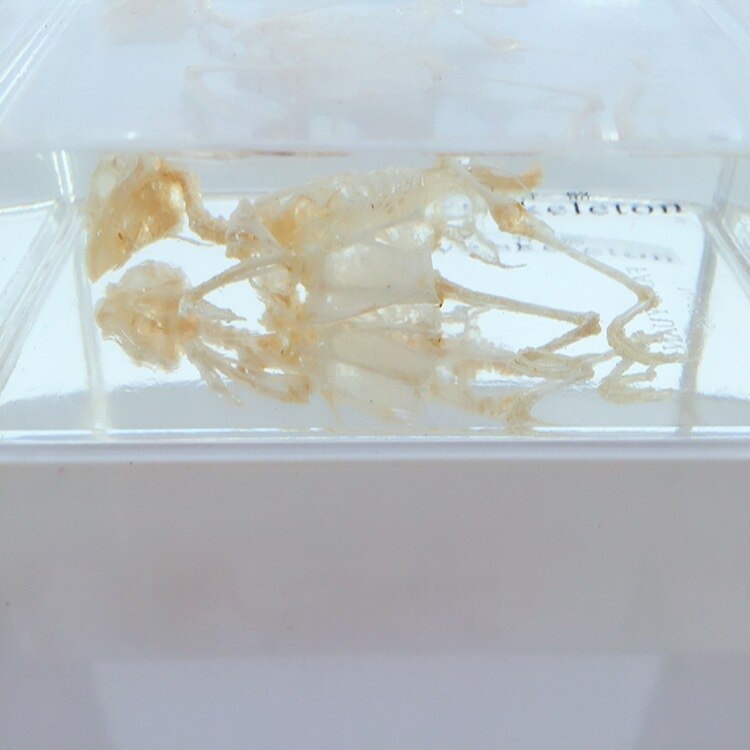Esqueleto de Paloma auténtica, espécimen integrado, Pájaro de resina transparente, Esqueleto, huesos de animales, modelos de espécimen, biología, enseñanza de la anatomía