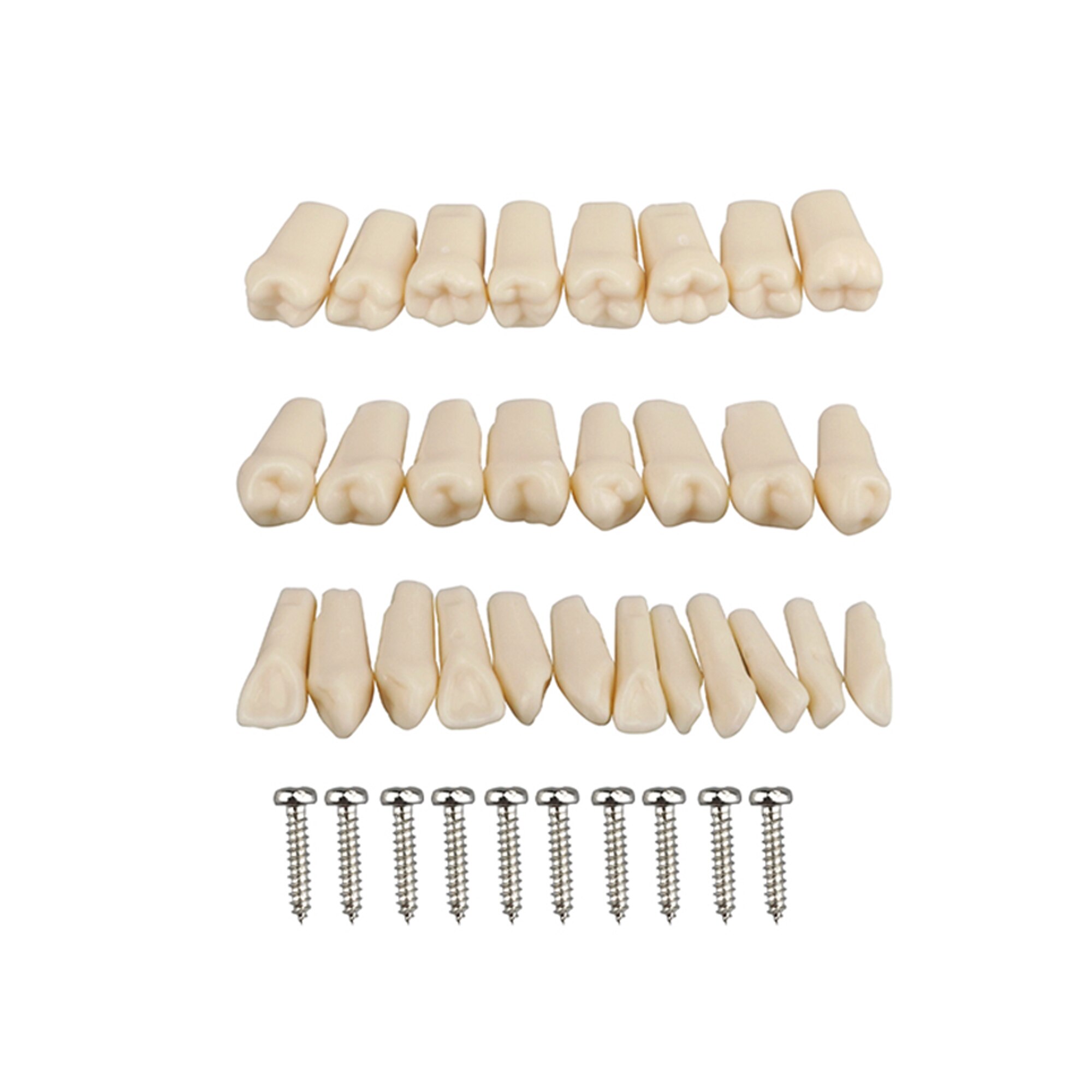 Dental model Teeth model gum teeth Teaching Model Standard Dental Typodont Model Demonstration With Removable Tooth 28Pcs: 28PCS