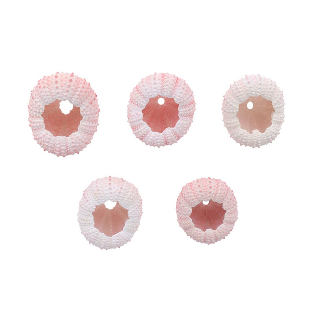 5 pièces Naturel Coquille D'oursin Plante En Pot Maison Décoration Artisanat Bricolage FOURNITURES