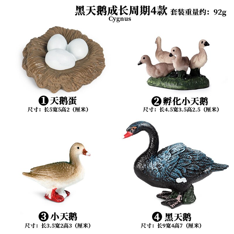 Models Growing Process Enlightenment Toys Furnishings Children's Wild Animals Knowledge Science,Home Entertainment: Black Swan