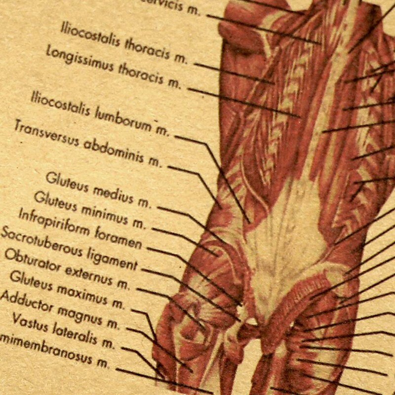 Human Body Illustration-Muscle Tissue Kraft Paper Retro Poster Classroom Museum Decoration Painting