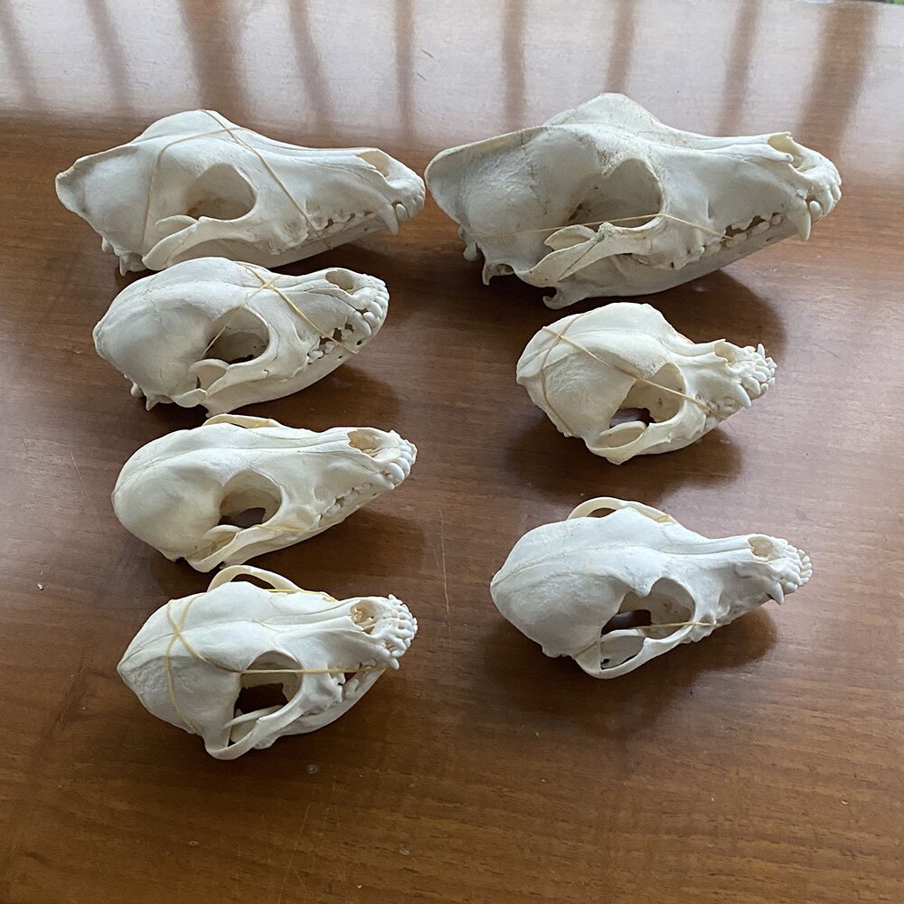 1pcs real Animal Skull specimen Collectibles Study Unusual Halloween &amp;