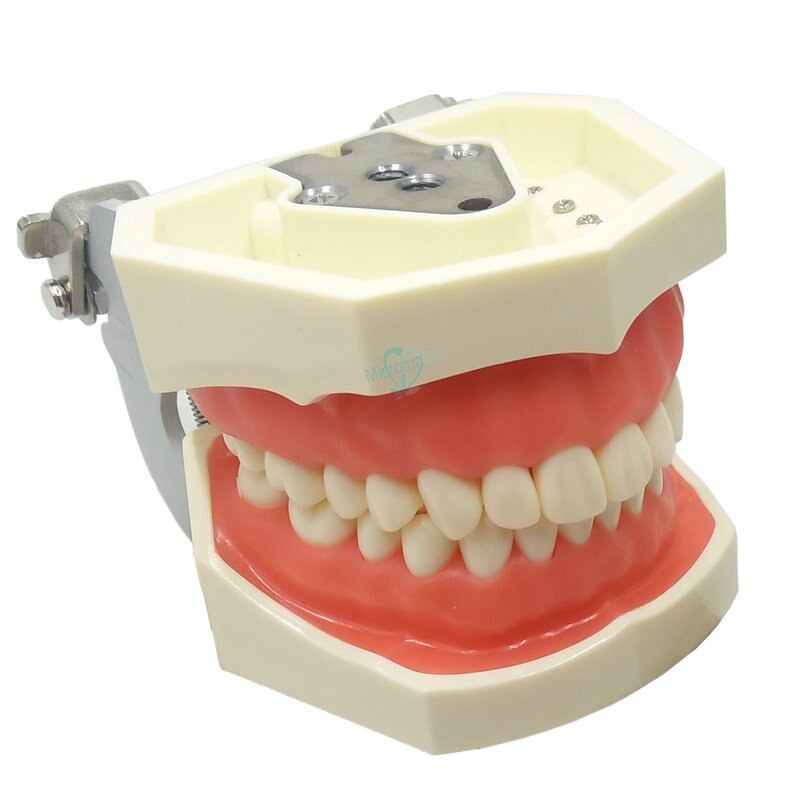 1pcs Dental Teaching Model Demonstration Tooth Model With Removable 32pcs /28pcs Teeth
