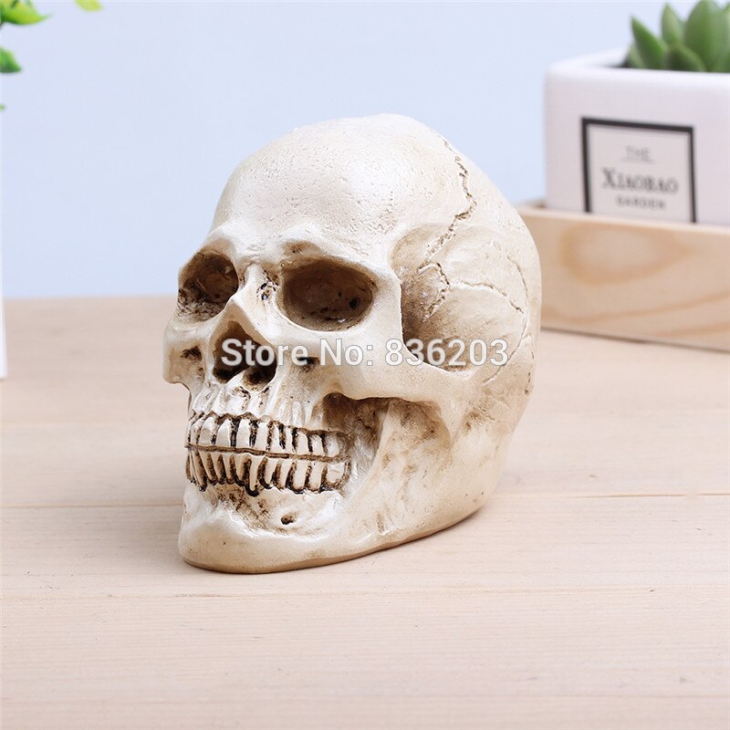 Earlywish Arts Human Skull Replica Resin Medical Model Realistic