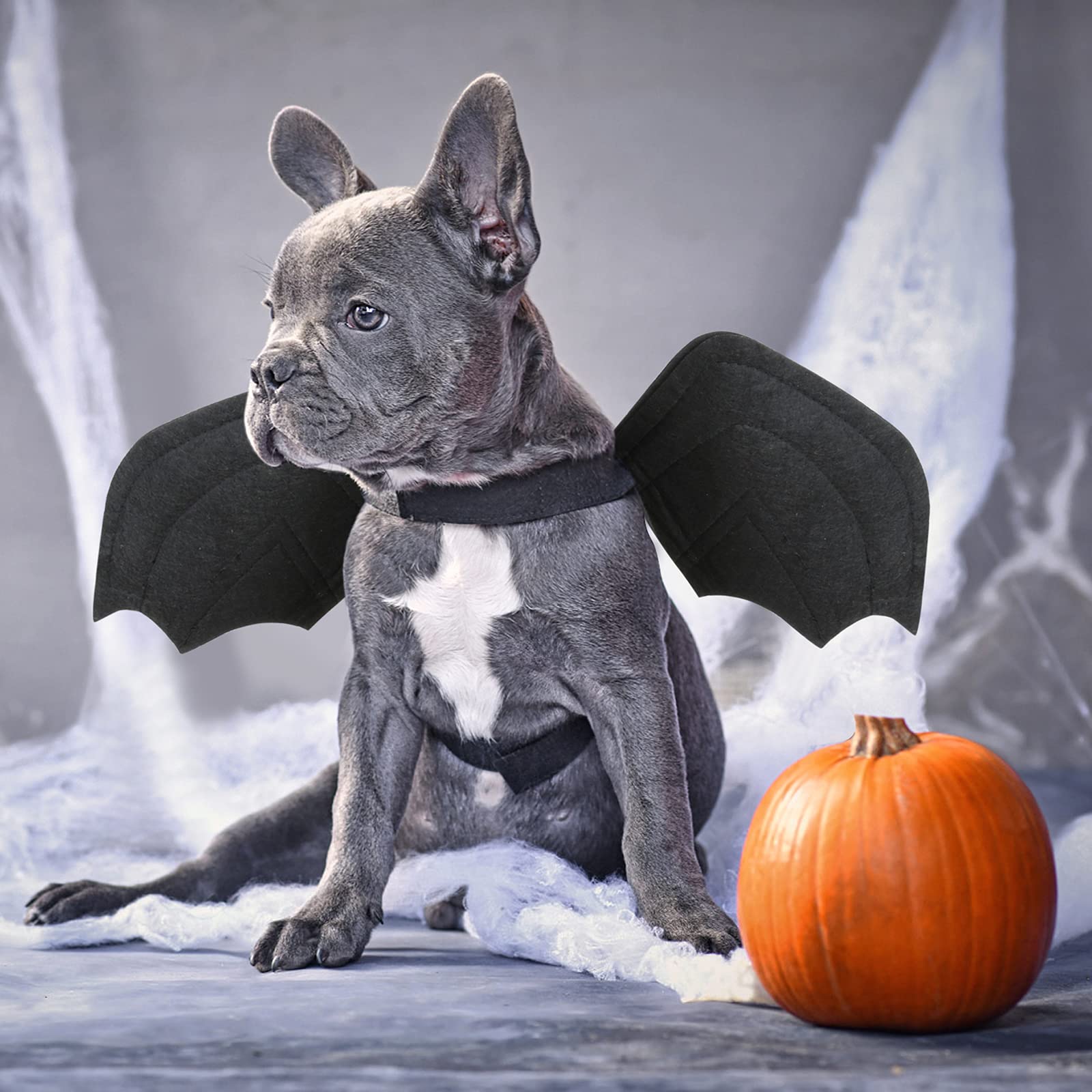 gatto Halloween imbracatura,Halloween pipistrello Ali costumi per animali domestici per cani di piccola taglia gatti decorazione per feste di Halloween