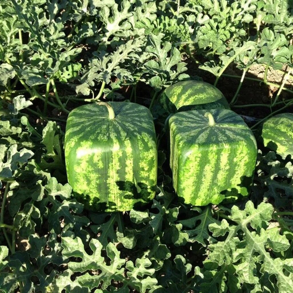 Magic Square-shaped Watermelon Shaping Growth Molds Nursery Pots Fruit Square Molding Fixed Mould 15*15cm Garden Vegetables