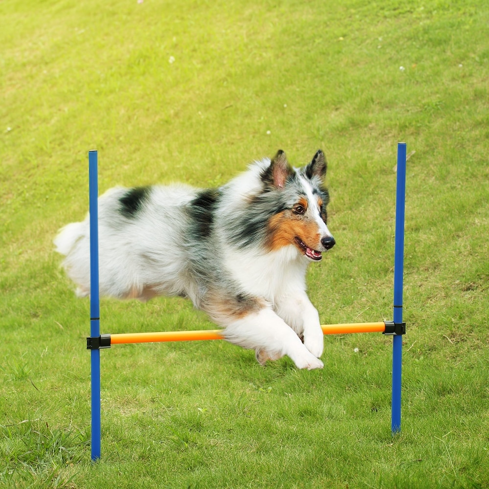 Ulkona lemmikkikoira agility urheilupelit koulutusvälineet koirat hyppy este aktiviteetti agility harjoituspylvässarja, jossa kantolaukku