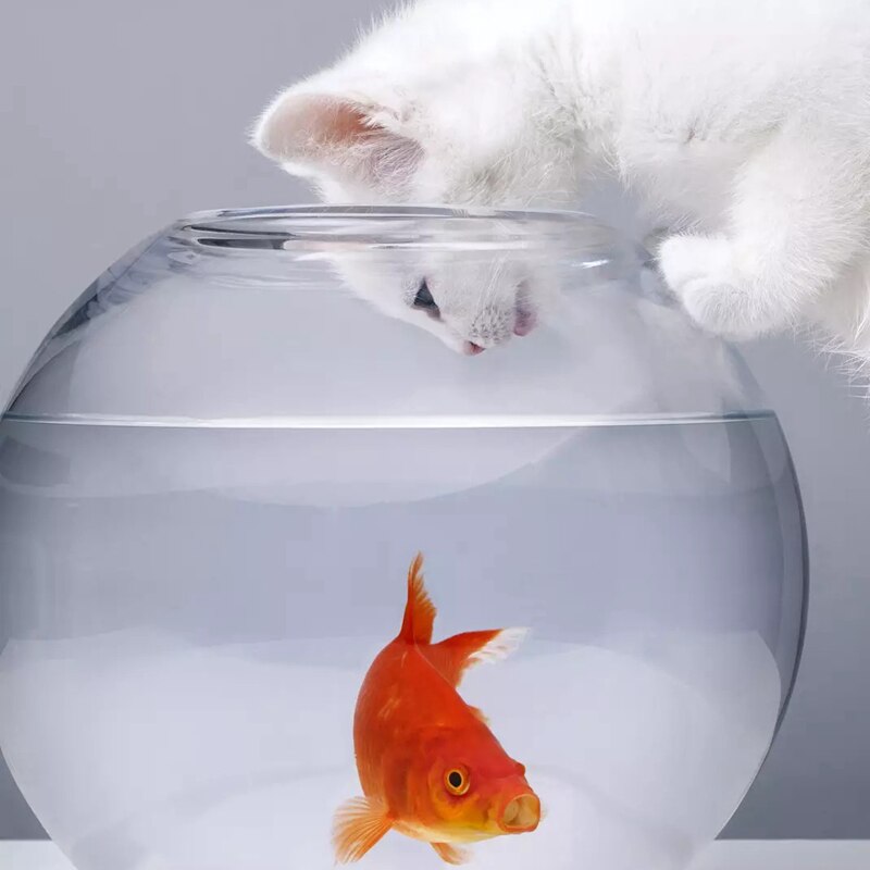 MPK Vibrierende Katze Spielzeug Batterie-angetrieben Fisch, Katze Spielen Spielzeug Katze Fisch Clown Angelfish Viele Farben Erhältlich