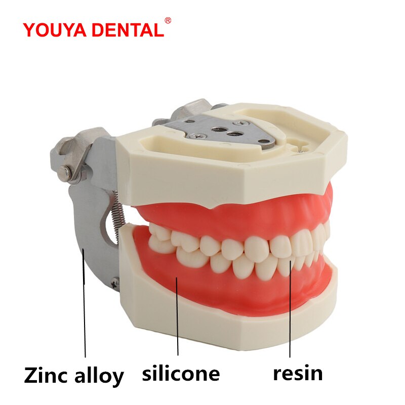 Dental Tanden Model Voor Tandheelkundige Technicus Praktijk Training Studyting Tandheelkunde Typodont Modellen Met Verwisselbare Tooth Voor Nissin