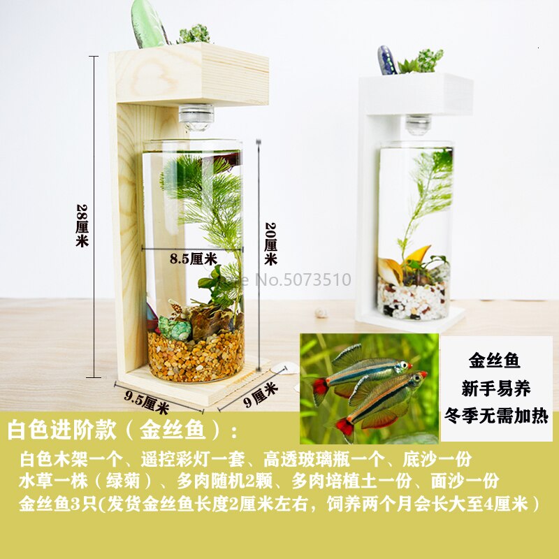 Desktop Fish Tank Home Desk Ecological Microscopic Fleshy Thai Aquarium Plastic: Blue