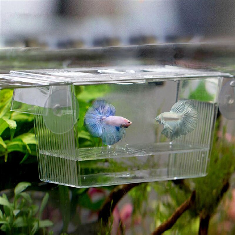 Akvarium gjennomsiktig dobbel bolle kampfisk mini hus inkubator boks for yngel isolasjon klekkeri reptil bur skilpadde hus: Default Title