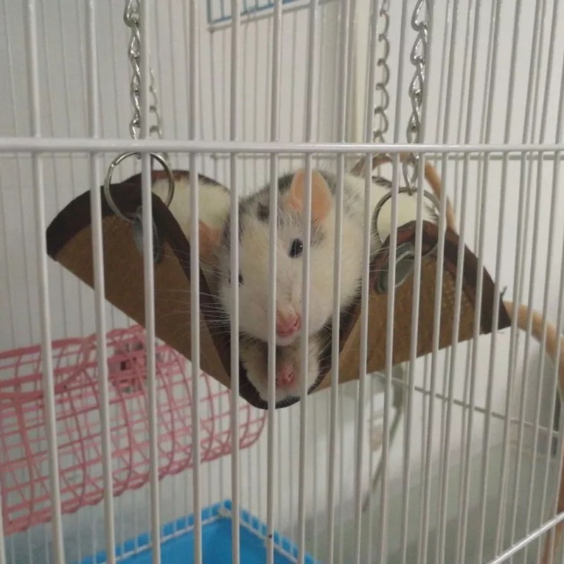 Hamaca mascota ratones hámster rata roedores jaula de cama colgante pequeño columpio para mascota nido juguetes ventilado fresco primavera y verano