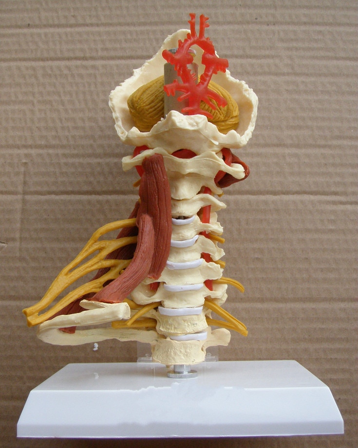 1:1 livstørrelse cervikal hvirvler cervikal og vertebral krop cervikal rygsøjle menneskelig anatomi rygmarv cervical vertebrae sketelon