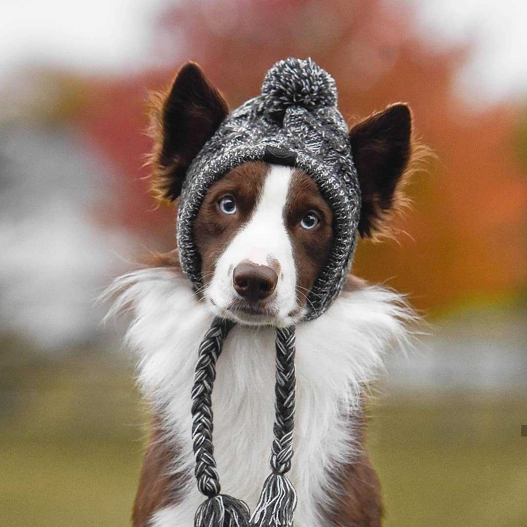 Lovely Dog Hats Pet Winter Warm Caps Windproof Knitting Cap French Bulldog Hat Pet Products Pet Cool Caps