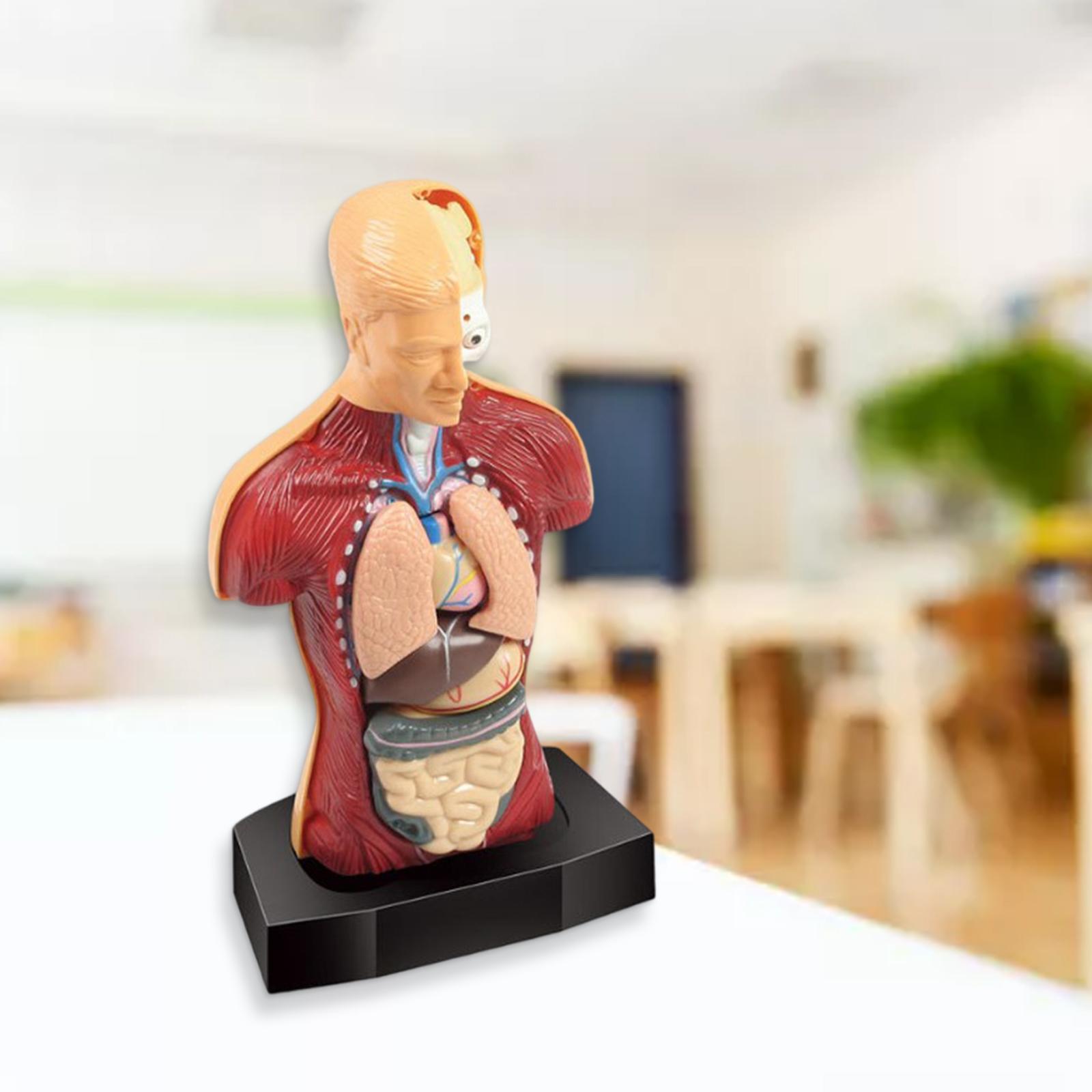 Human Body Torso Model Parts Early Learning Anatom Grandado Human Body Torso Model Parts Early Learning Anatom Grandado