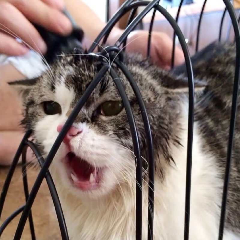 Large Cat Bath Grooming cage Cats Washing cage For Pet cat Bathing Travelling Sunbath Anti Scratch Bite Restraint