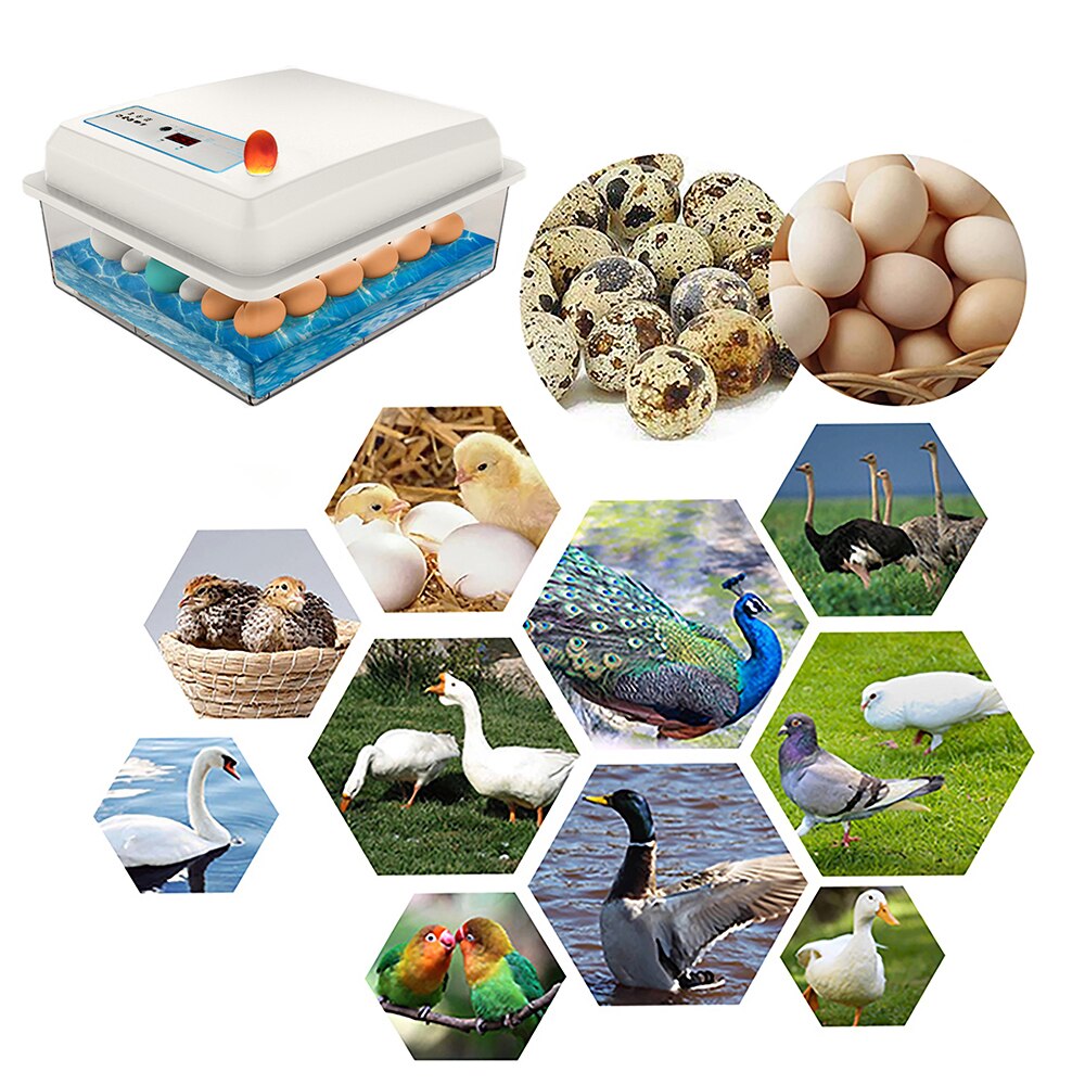 20-50 eggs household incubator small plastic bionic water bed incubator automatic temperature control egg incubator 220V US-plug