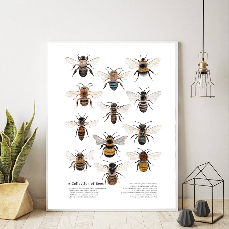 Samling av bier, utskrifter, naturlig, pedagogisk, plakat, insekter, natur, studie, veggkunst, maleri, kraftpapir, plakat