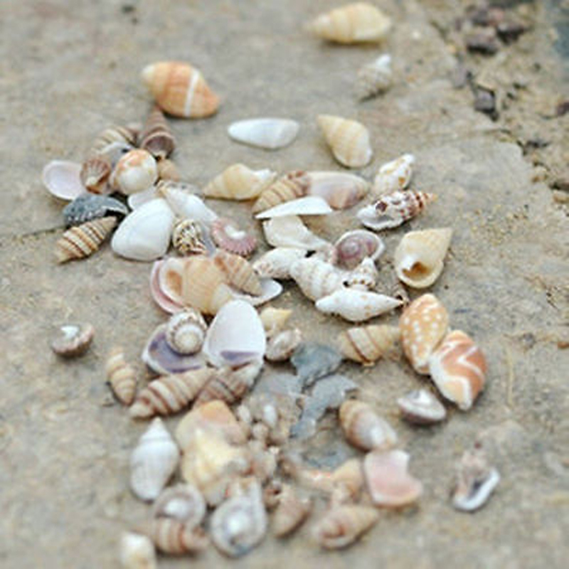 1 bolsa de conchas de mar surtidas mezcladas, pequeñas conchas de mar reales, bricolaje, decoración del hogar, artesanía náutica
