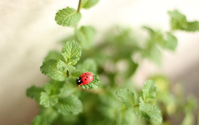 APRICOT 10pcs/lot Cute Mini Ladybugs Garden Miniatures Artificial Micro Landscape Wodden Handmade