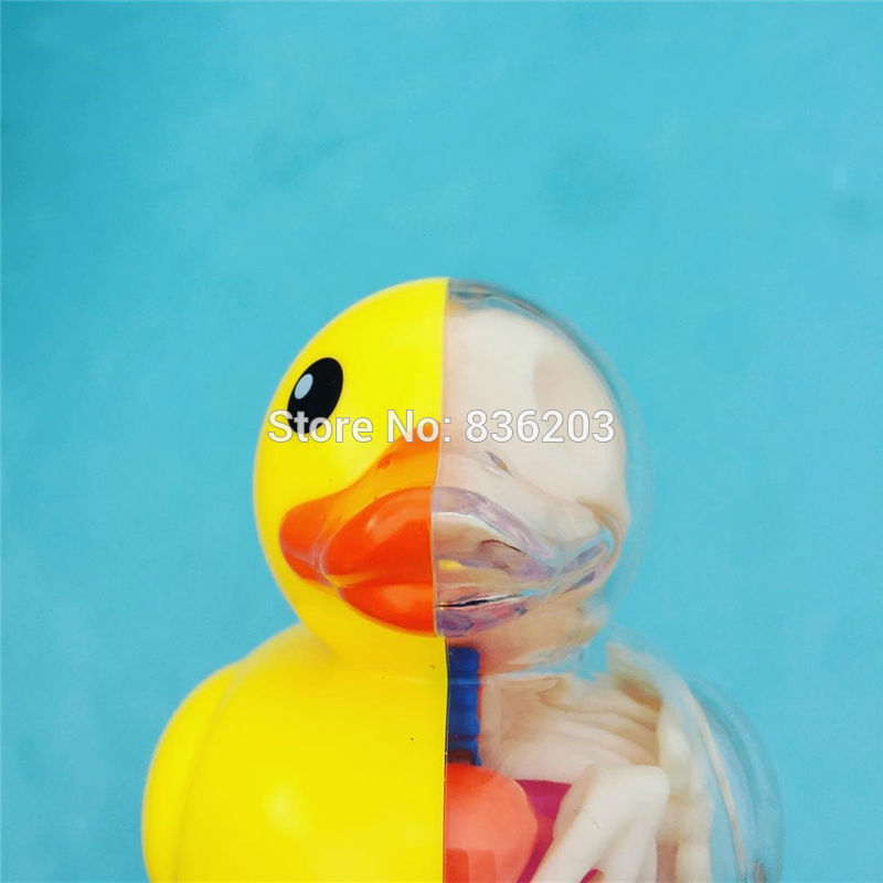 4D master bain Ducky drôle modèle d'anatomie médical crâne humain squelette modèle anatomique Science jouets éducatifs