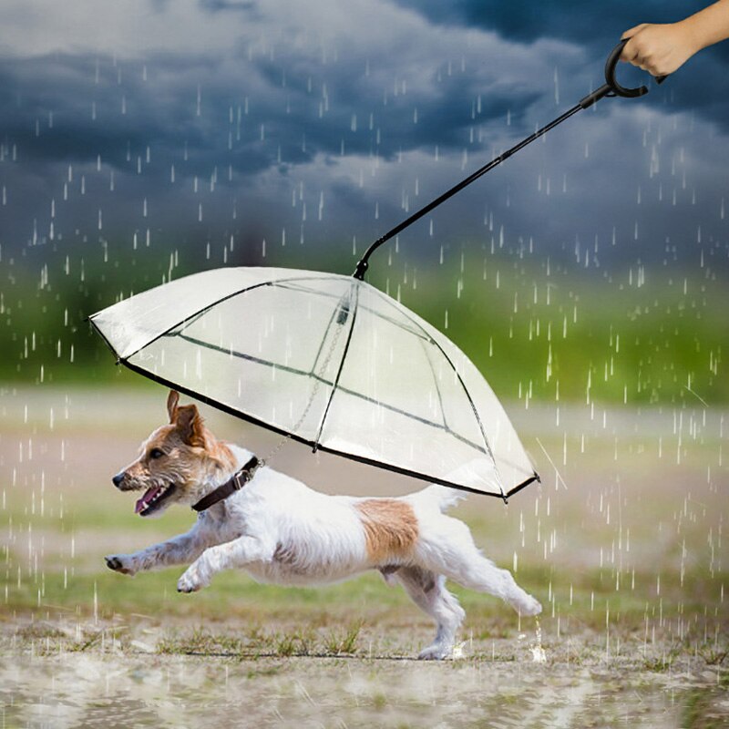 imagenes de paraguas para perros