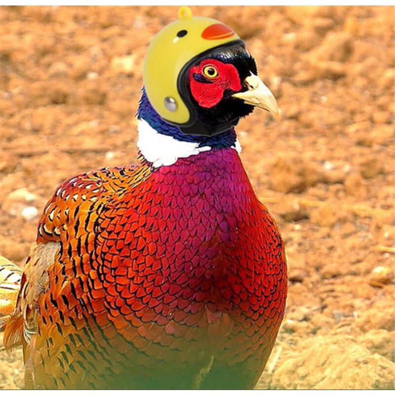 Pet Helm Kip Helm Kleine Huisdier Harde Hoed Vogel Eend Kwartel Hoed Hoofddeksel Huisdier Vogel Hoofd Leger Helm Kleine dier Benodigdheden