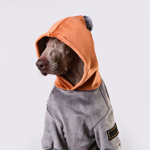 Pull en velours pour chien Golden Retriever, Labrador, bouledogue, vêtements pour grands chiens, accessoires pour chiens, automne et hiver: small dog L