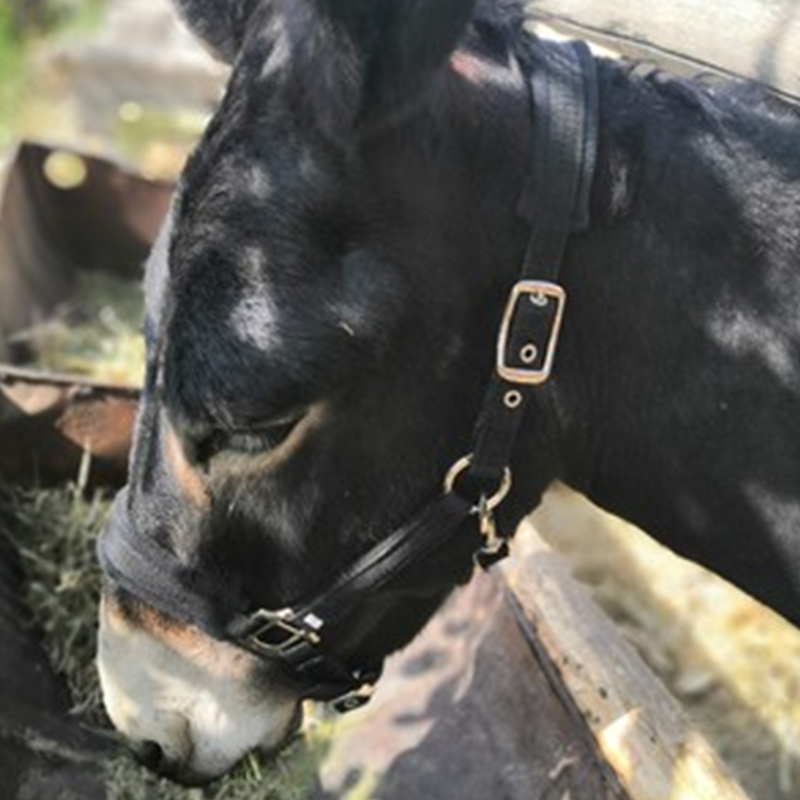Hästträns ridgrimma med justerbar rem tygelbälte 6mm tjockare cheval caballos paarden ridutrustning