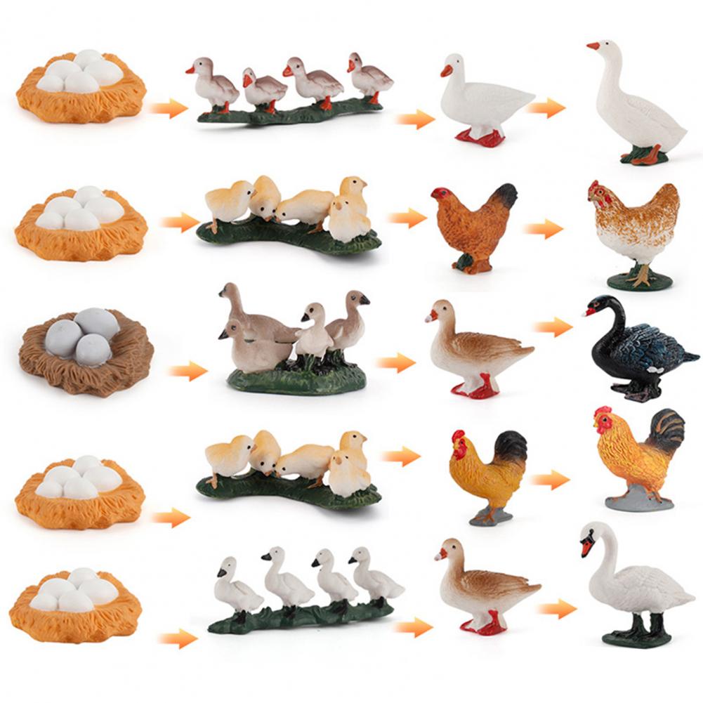 Kip Eend Gans Zwaan Groei Cyclus Simulatie Gevogelte Speelgoed Thuis Bureau Ornament Home Desk Ornament Simulatie Gevogelte Speelgoed