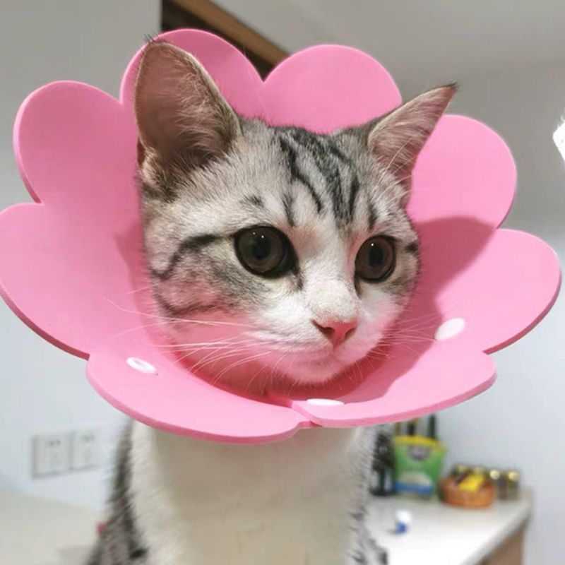 Collar de recuperación con forma de flor para gato, cono para el cuello, antimordedura, antiarañazos, para mascotas, Collar de protección para la curación de heridas de gatito