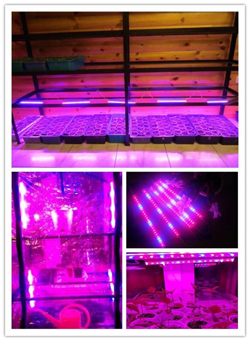 Lampe horticole de croissance Led T5, 1/2 pièces, rouge/bleu, pour culture de légumes en serre/chambre de culture intérieure, tente/jardinière