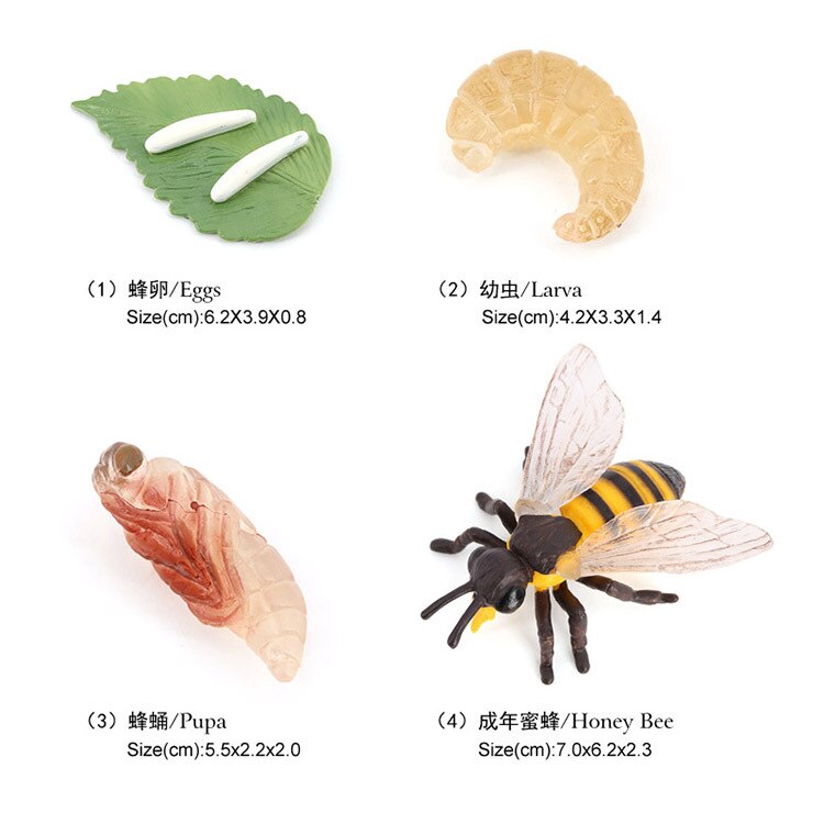 10 Sets Animal Life Growth Cycle Simulation Model Bee Ladybird Spider Bettle Butterfly Biology Nature Learning Toys: Dark Gray