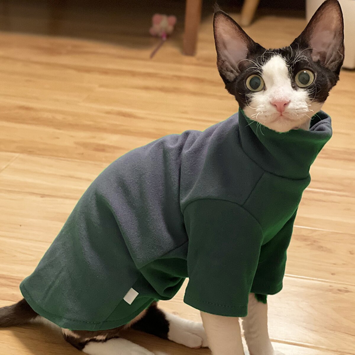 DUOMASUMI-ropa para gato Sphynx de algodón suave para bebé, disfraz de Gato sin Pelo, para Otoño e Invierno