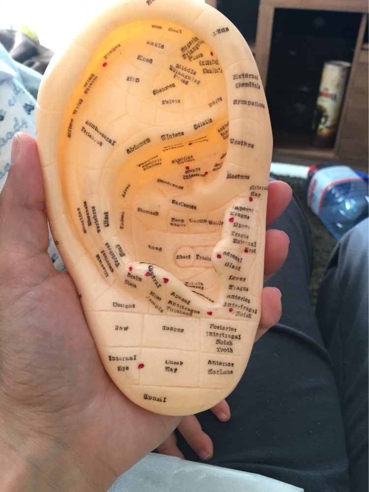 17cm øre akupunkturpunkter model med reflekszone på engelsk