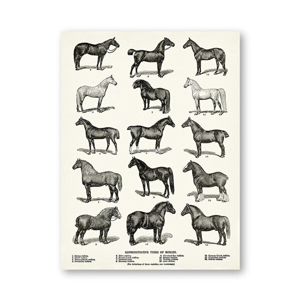 Hest racer typer udskriv hest hest kunst plakat bondegård væg indretning hest diagram vintage retro plakat kraftpapir: 42 x 30cm uden ramme