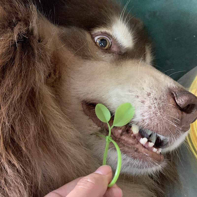 100pcs Adjustable Cable Ties With Leaves Shape Plastic Plant Potting Reusable Greenhouse Grow Kits Garden Tree Climbing Support