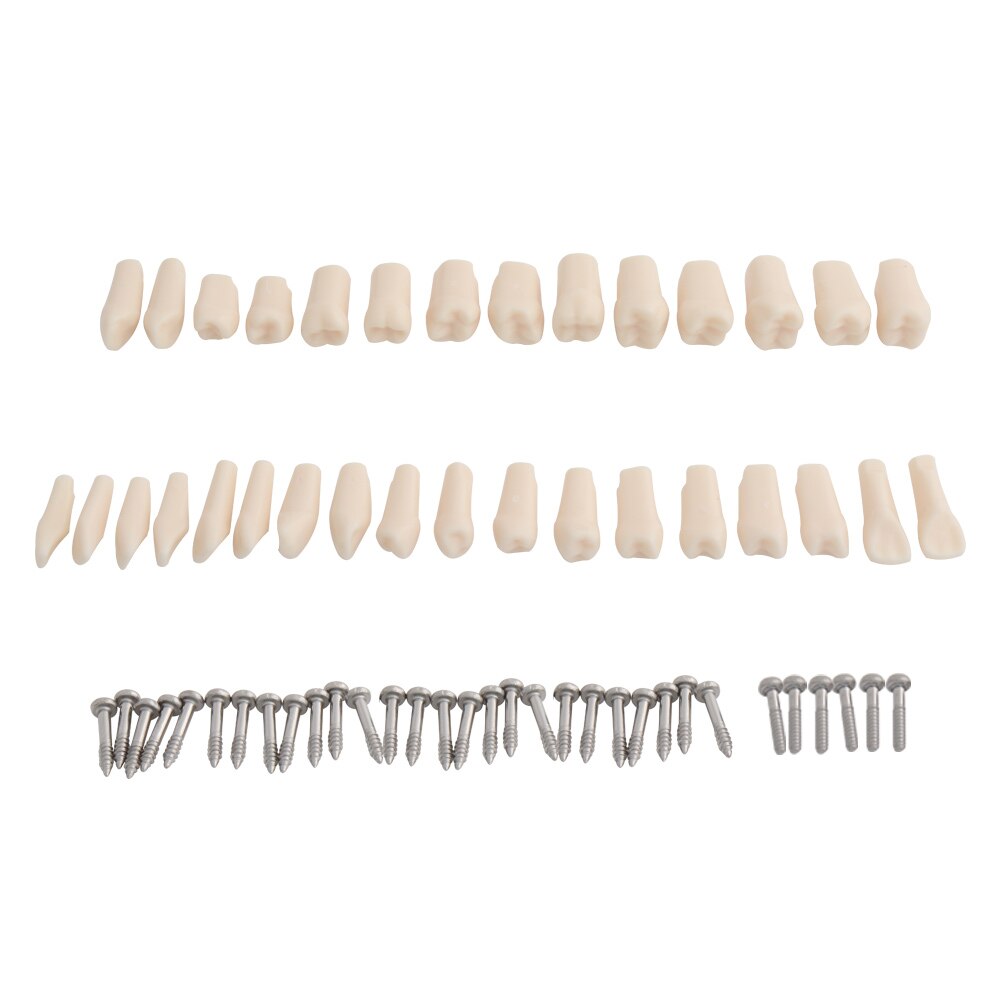 Dental Teaching Model Standard Model with 32 Screw-in Teeth Demonstration Teeth Model Fit Nissin Dental Model Hard Gums: 32pcs Teeth Nissin