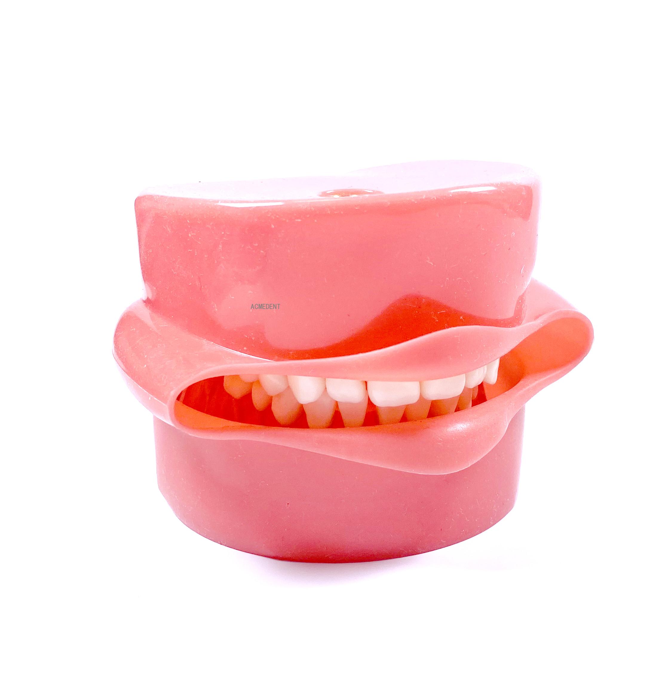 Dental Study Teaching Model Standard Model Removable Teeth Soft Gum Adult Typodont Model 3 Type